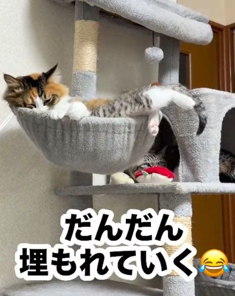 三毛猫とボウル型ベッドの中に頭が隠れたキジトラ白の子猫