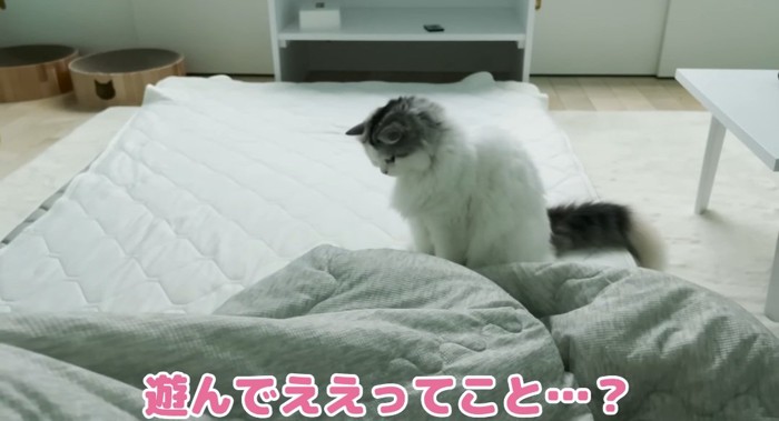 布団の上の猫