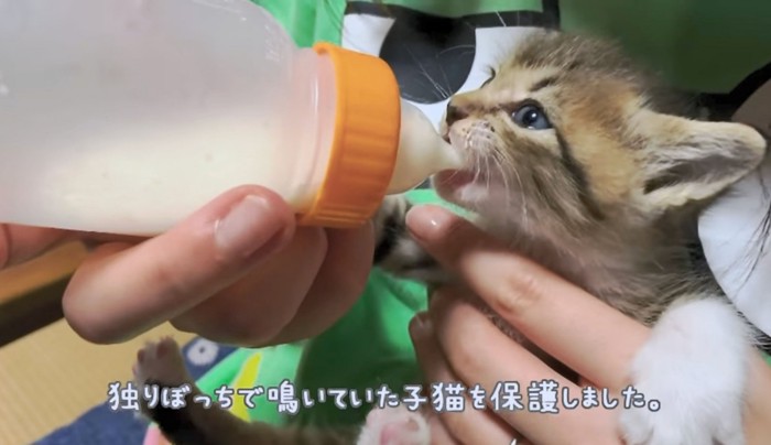 まだまだ赤ちゃんの子猫を保護