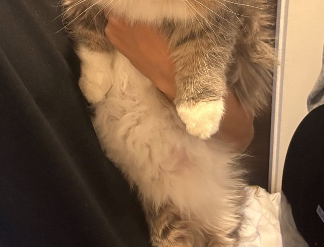 抱っこされている猫の足