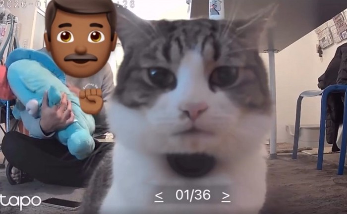 カメラを見つめる猫