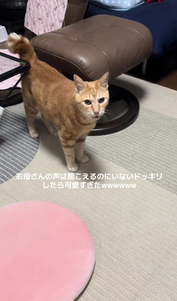鳴いている猫