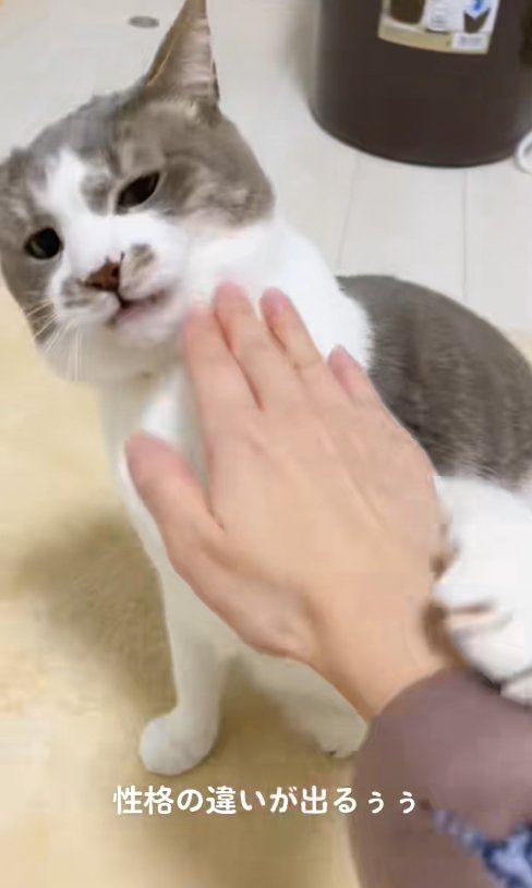 嫌そうな顔で飼い主の手に前足を乗せているサバ白