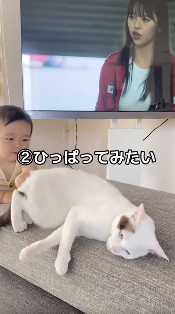 猫を引っ張る子供