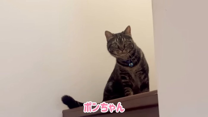 縞模様の猫