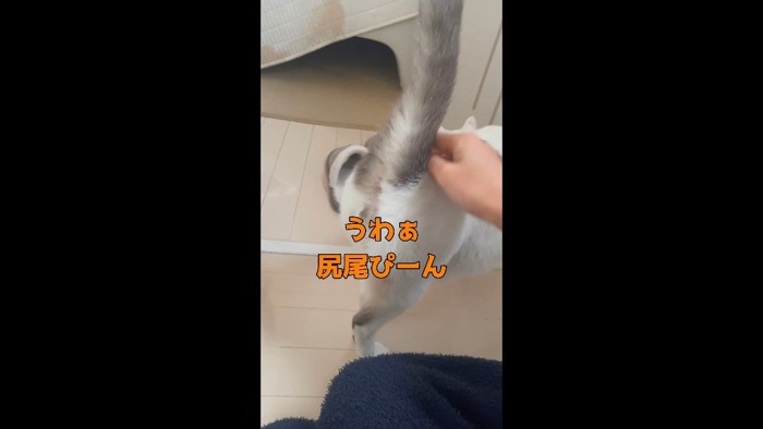 尻尾ぴーん