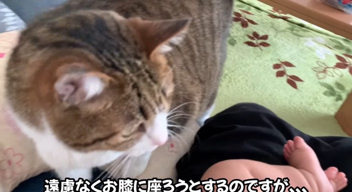 膝の上の猫