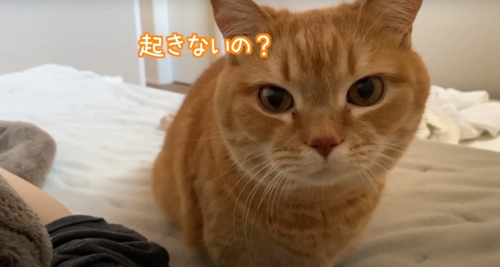 茶トラ正面顔