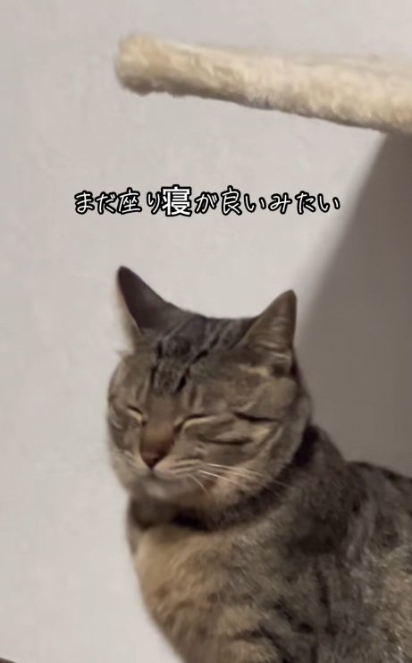 座ったまま眠るキジトラ猫のアップ