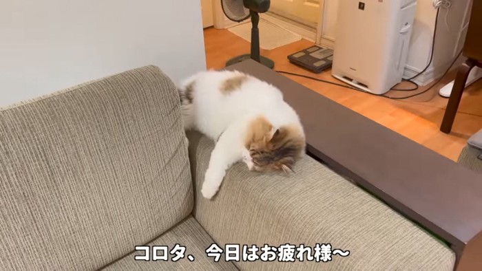 寝そべる猫