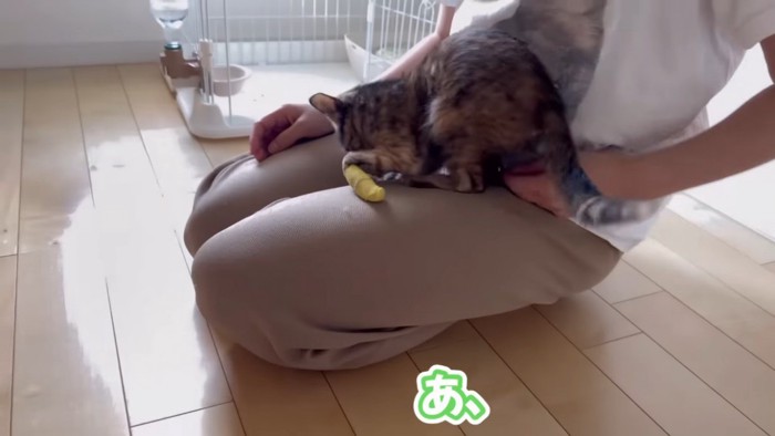 急いでママの膝に戻る子猫