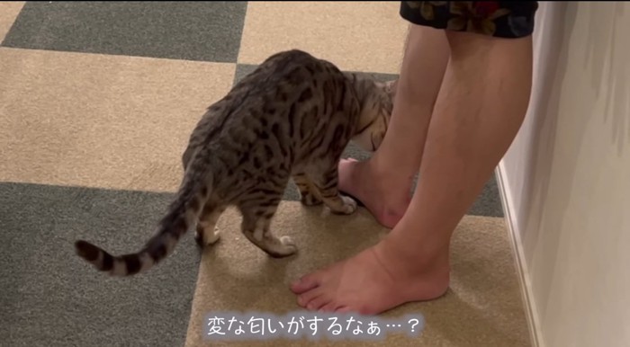 匂いを嗅ぐ猫