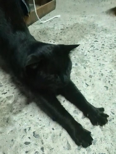 伸びをする猫