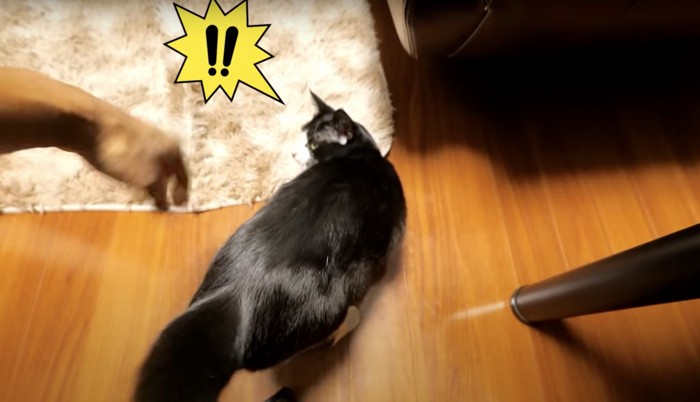 腕をにる猫
