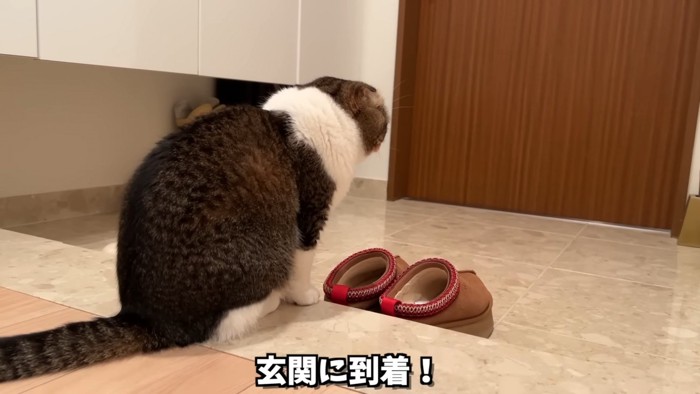 座る猫の後ろ姿