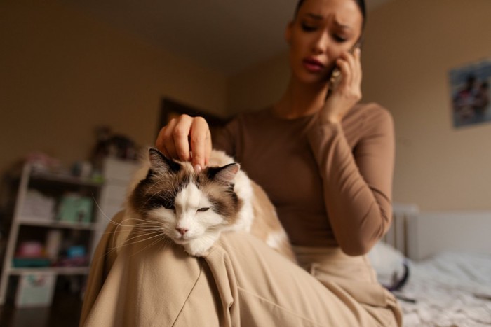 電話をしている女性に撫でられる猫