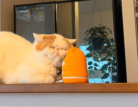 見守りカメラに顔をくっつける猫