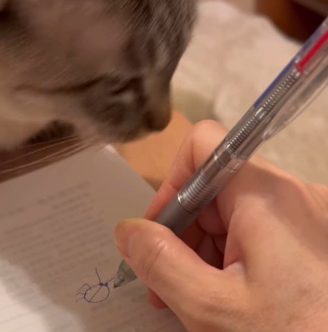 飼い主が持っているペンを見つめる猫