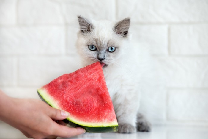 スイカを食べる子猫