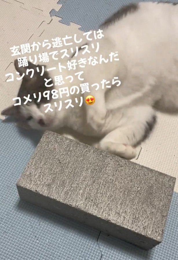 コンクリートを見る猫