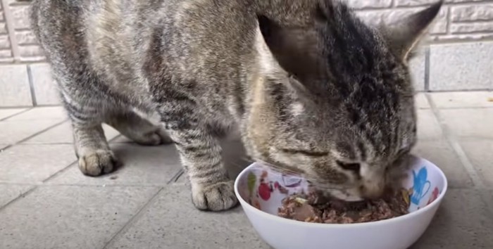 ごはんを食べる猫