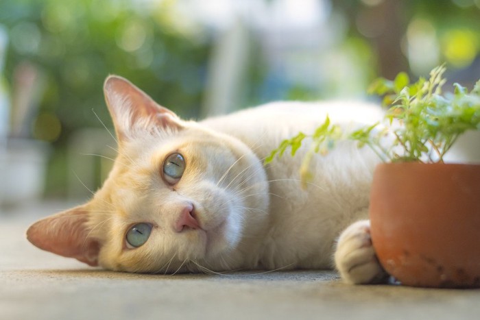 退屈そうな猫