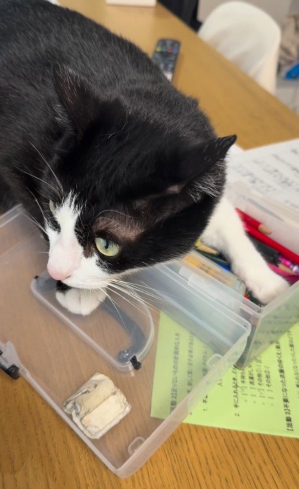 文房具入れから顔を離して遠くを見つめる猫