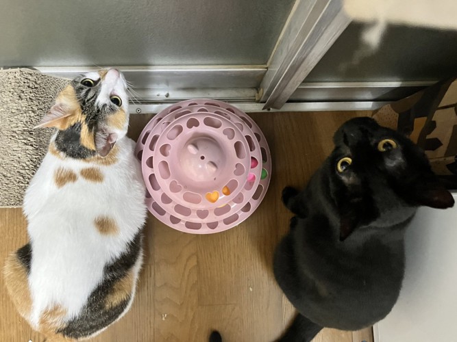 上目遣いの三毛猫と黒猫