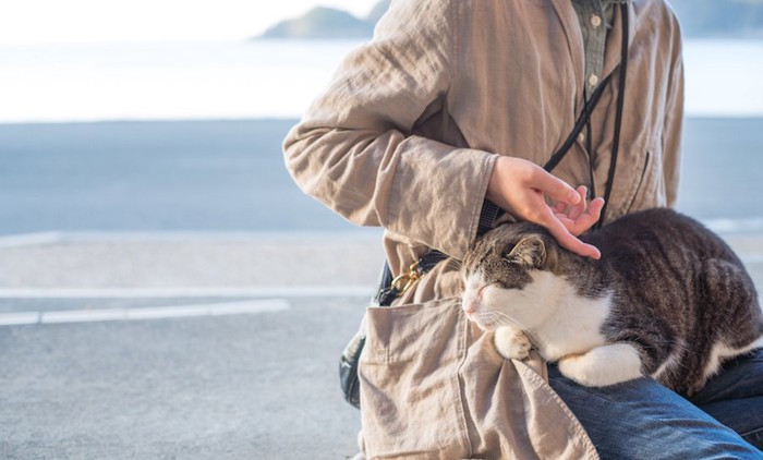 人の膝の上で甘える猫