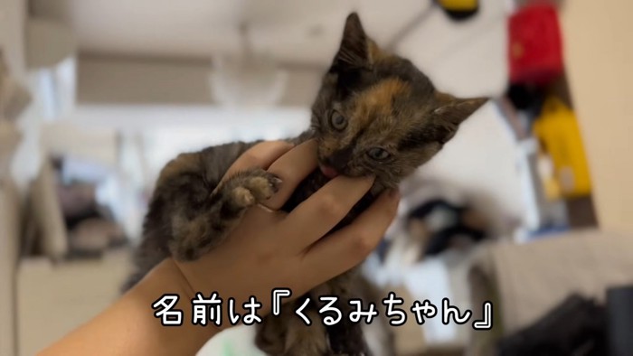 飼い主さんの手につかまるくるみちゃん