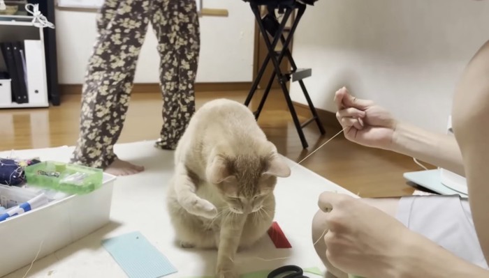 糸をカミカミ