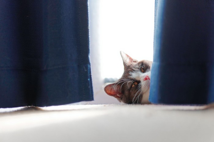 カーテンの間から顔を出す猫