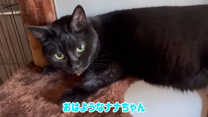 キャットタワーで横になっている猫