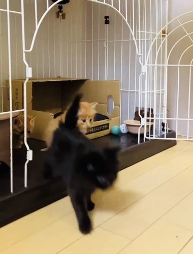 ケージの中の2匹の茶トラ子猫とケージから飛び出る黒子猫