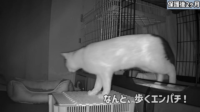 ケージから出てくる猫