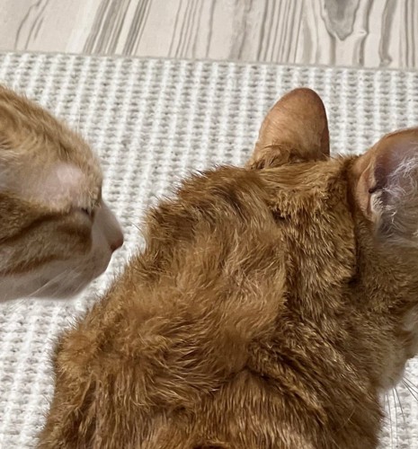 ボサボサになった茶トラ猫の頭