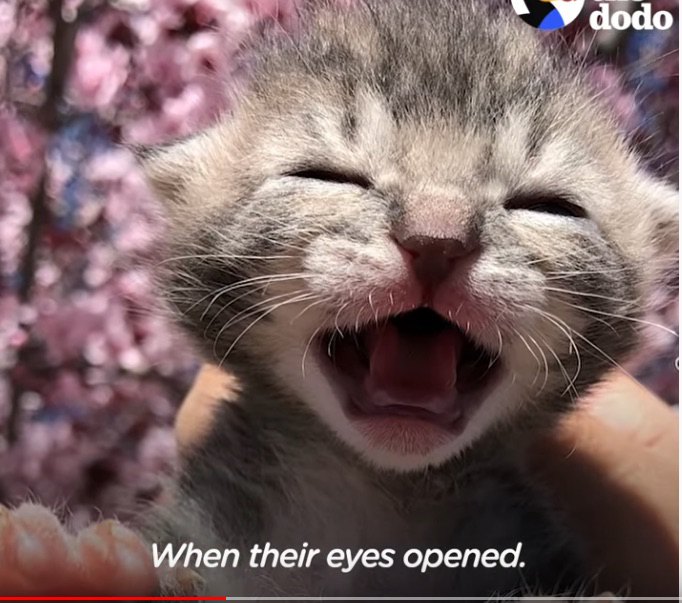 口を開けた猫