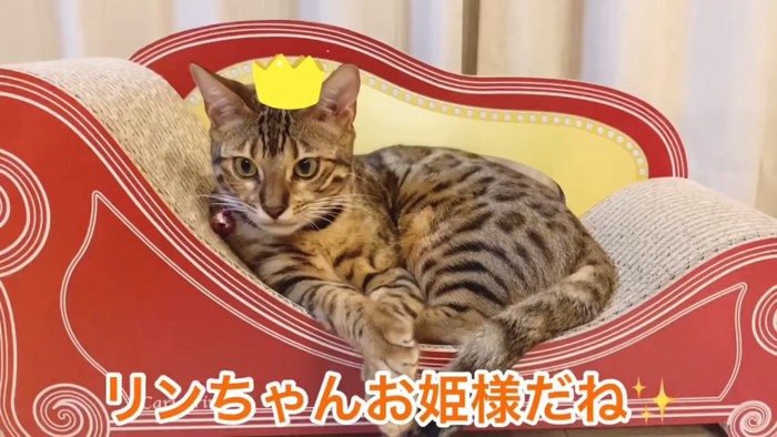 爪とぎに座る猫