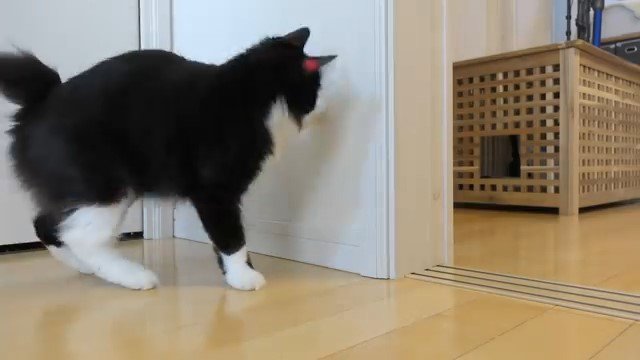 壁を見つめる猫