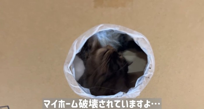 くつろぐ猫