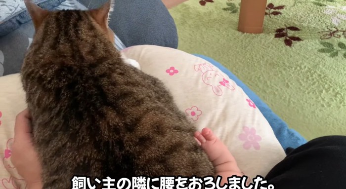 ソファの上の猫