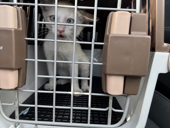 キャリーの中の猫