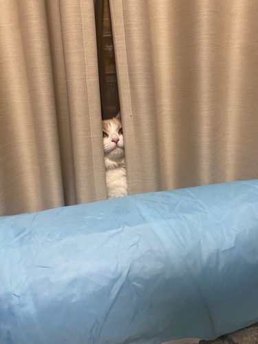 カーテンに隠れている猫