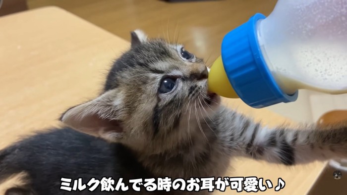 テロップ「ミルクを飲んでる～」