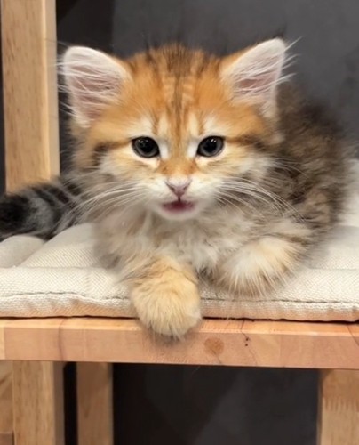 返事する猫