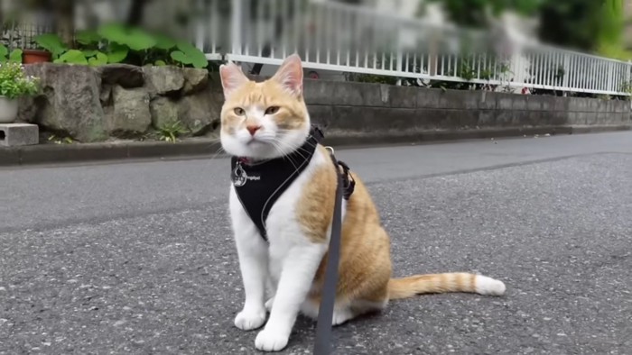 かーさんと外を散歩する茶白猫