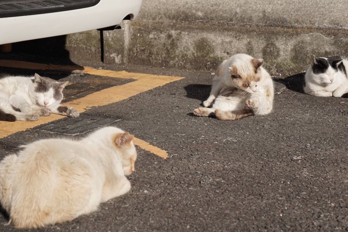 駐車場でくつろぐ野良猫たち