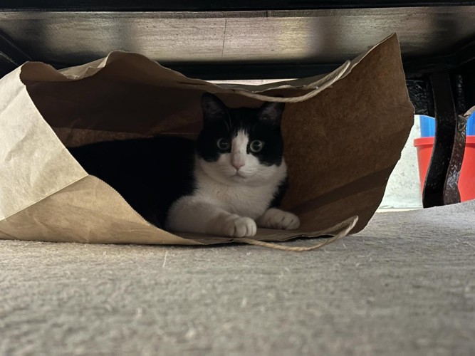紙袋の中にいる猫