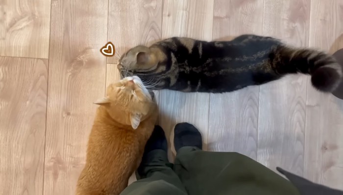 甘えるメルくん