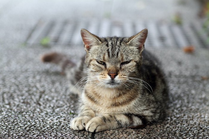 不機嫌そうな顔をした野良猫